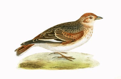 Allodola siberiana, illustrazione da 