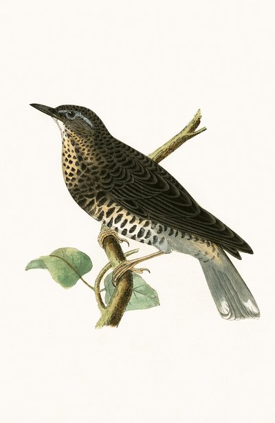 Tordo siberiano, illustrazione da 