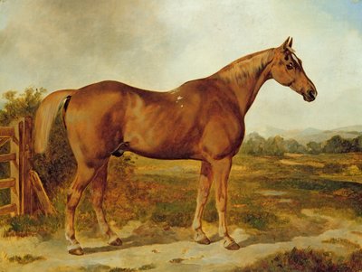 Silvertail, ritratto di un cavallo da English School