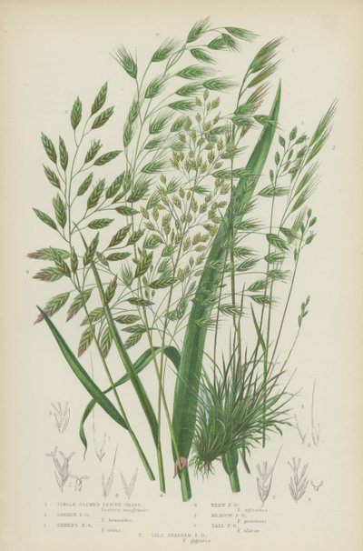Erba di festuca a singola gluma, Erba di festuca sterile, Erba di festuca delle pecore, Erba di festuca delle canne da English School