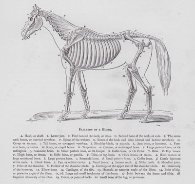 Scheletro di un cavallo (incisione) da English School