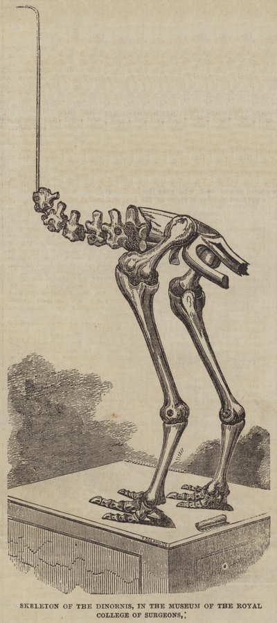 Scheletro del Dinornis, nel Museo del Royal College of Surgeons (incisione) da English School