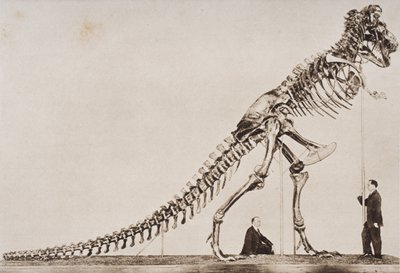 Scheletro del Tyrannosaurus Rex, nel Museo Americano di Storia Naturale, da 