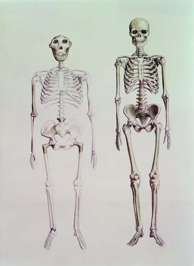 Scheletri di Australopithecus Boisei e Homo Sapiens da English School