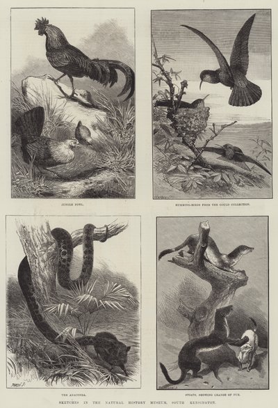 Schizzi nel Museo di Storia Naturale, South Kensington (incisione) da English School