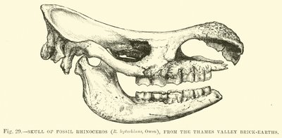 Teschio di rinoceronte fossile (R leptorhinus, Owen), dalle terre argillose della Valle del Tamigi da English School