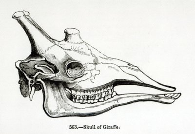 Teschio di una giraffa da English School
