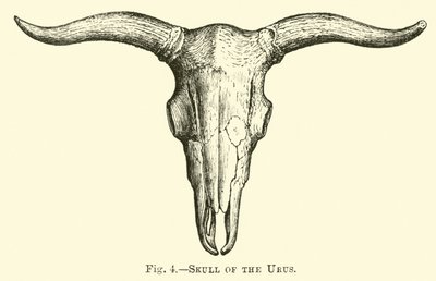 Teschio dell