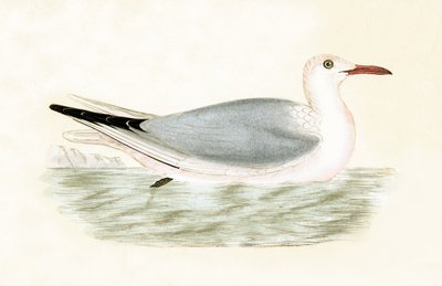 Gabbiano dal becco sottile, illustrazione da 