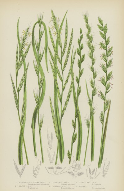 Falso bromus sottile, falso bromus delle brughiere, loglio perenne, loglio barbuto da English School