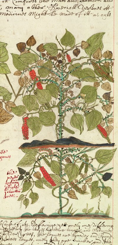 Pianta di Pepe da 