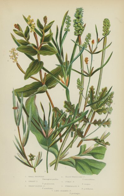 Potamogeton piccolo, potamogeton erboso, potamogeton a foglie appuntite, potamogeton simile a zostera, potamogeton riccio da English School
