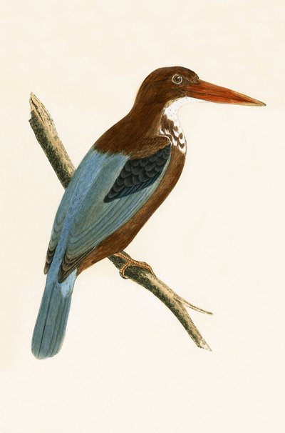 Martin pescatore di Smirne, illustrazione da 