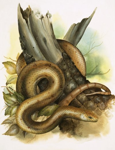 Serpente da English School