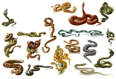 Serpenti da English School