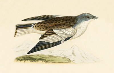 Fringuello delle nevi, illustrazione da 