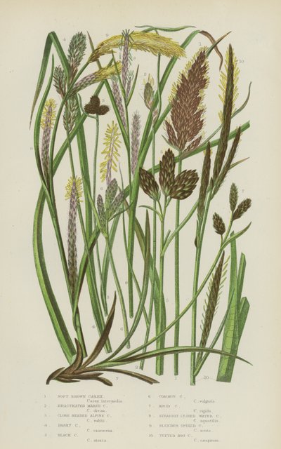Carex marrone morbido, carex delle paludi bratteate, carex alpina a testa chiusa, carex grigia, carex nera da English School