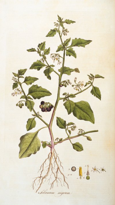 Solanum nigrum [belladonna], illustrazione da Flora Londiniensis [Fiori di Londra] di William Curtis, pubblicata 1777-98 (incisione a colori) da English School