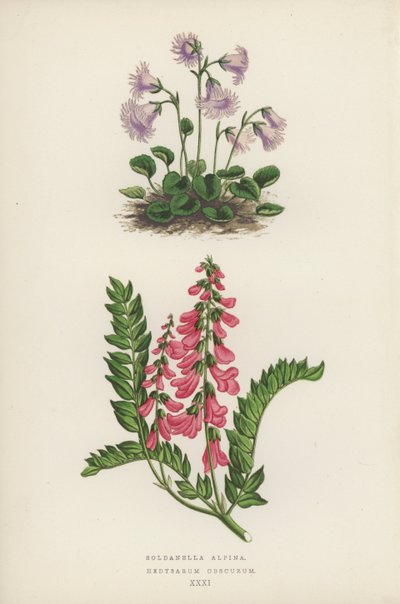 Soldanella Alpina; Hedysarum Obscurum (litografia a colori) da English School