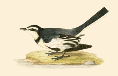 Ballerina scura, illustrazione da 