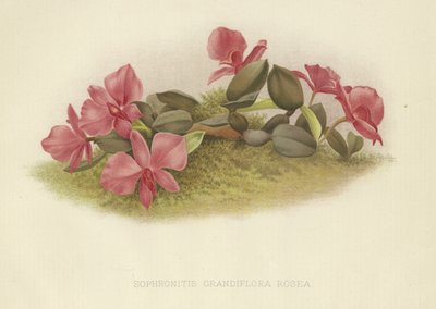 Sophronitis grandiflora rosea da English School