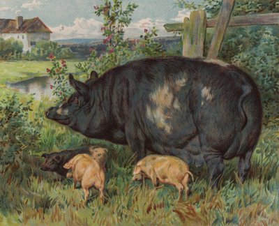 Scrofa e maialini da English School