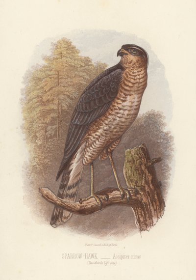 Sparviero, Accipiter Nisus (litografia a colori) da English School