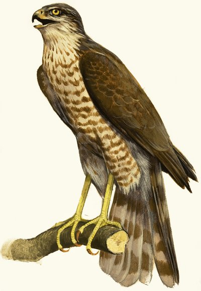 Falco passero da English School