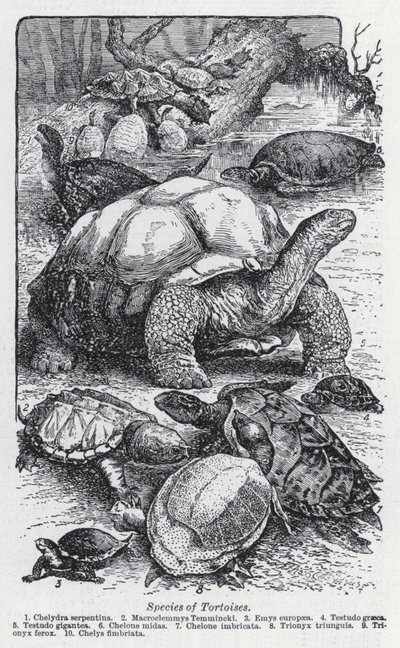 Specie di tartarughe (litografia) da English School