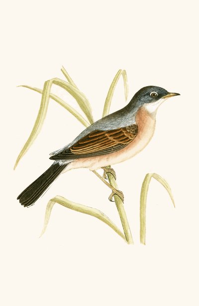 Occhialino, illustrazione da 