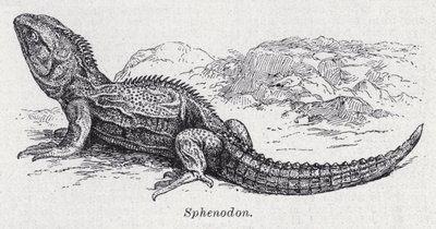 Sfenodonte da English School