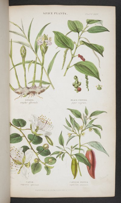 Piante aromatiche, da 