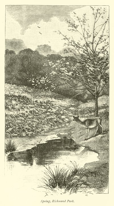Primavera, Richmond Park da English School
