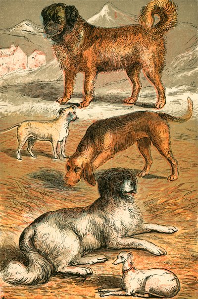 San Bernardo, Bulldog, Bloodhound, Terranova e Levriero Italiano da English School