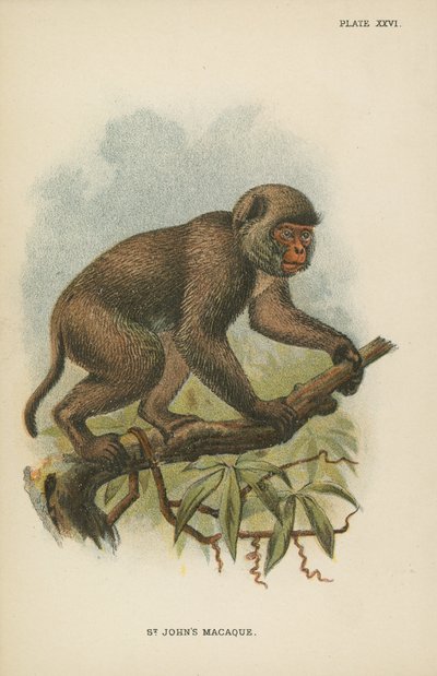 Il Macaco di San Giovanni da English School