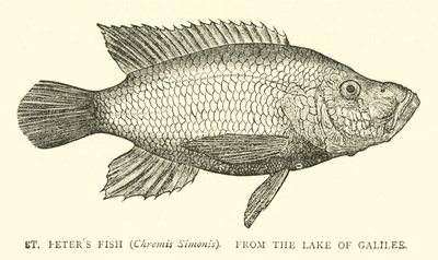 Pesce di San Pietro (Chromis Simonis), dal Lago di Galilea da English School