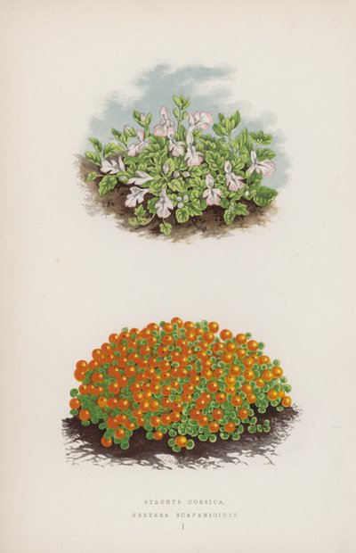 Stachys Corsica; Nertera Scapanioides da English School