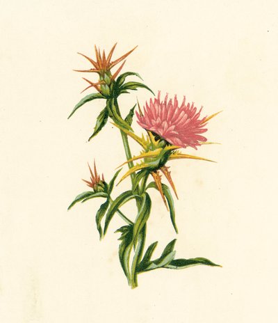 Centaurea calcitrapa, Centaurea Calcitrapa da English School