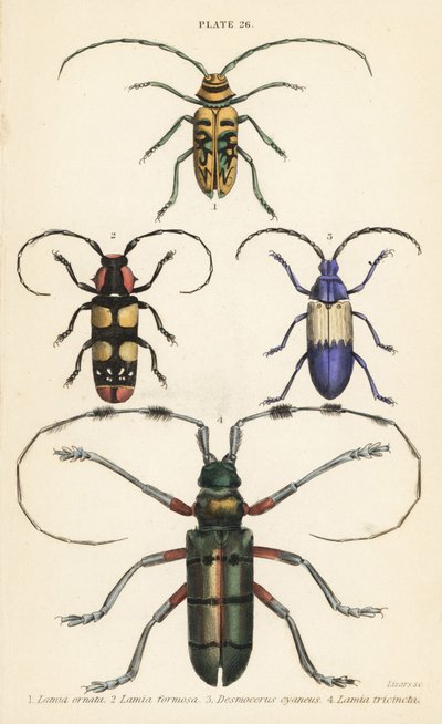 Sternotomis pulchra, Tragocephala formosa, borer di sambuco, Desmocerus palliatus, e Thysia wallichii da English School