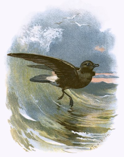 Uccello delle tempeste da English School