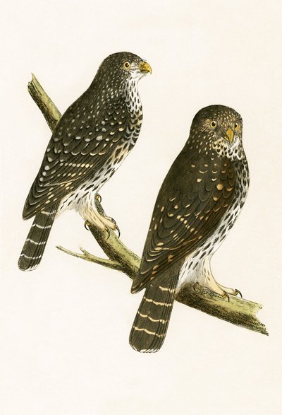 Strix Pusilla, illustrazione da 