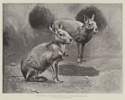 Studi dal vivo ai Giardini Zoologici, Maras, o cavie patagoniche (litografia) da English School