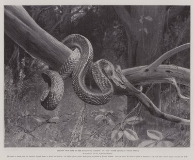 Studi dal vivo ai Giardini Zoologici, serpente corallo sudamericano (litografia) da English School