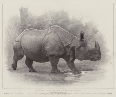Studi dal vivo ai Giardini Zoologici, il grande rinoceronte indiano (litografia) da English School
