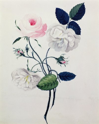 Studio di rose bianche e rosa, c.1820 da English School