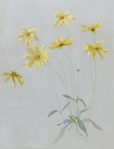Studio di Margherite Gialle, un Disegno per carta da parati da English School