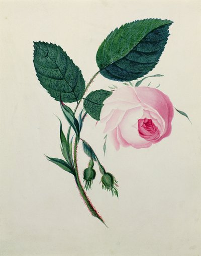 Studio di una Rosa Rosa, c.1820 da English School