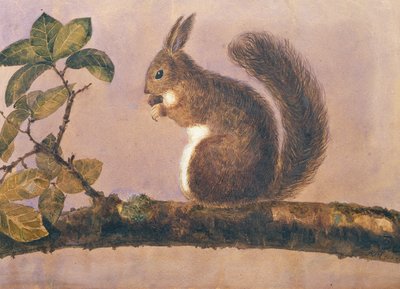 Studio di uno scoiattolo su un ramo, c.1840 da English School