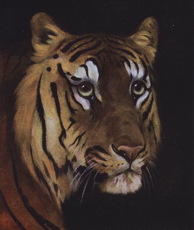Studio della testa di una tigre da English School