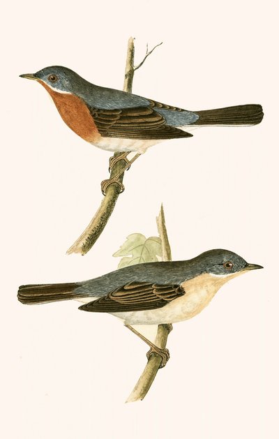 Sterpazzola subalpina, illustrazione da 
